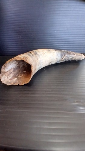 Genuine cow horn naturally - cow, ,