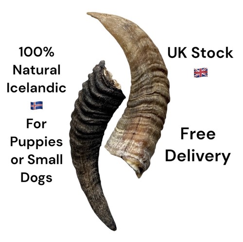 Lamb horn with - horn,