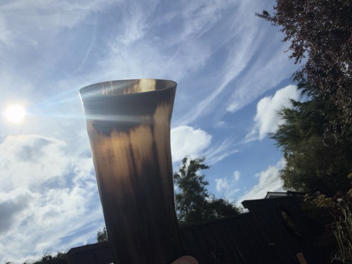 Curved cattle horn natural - curved,