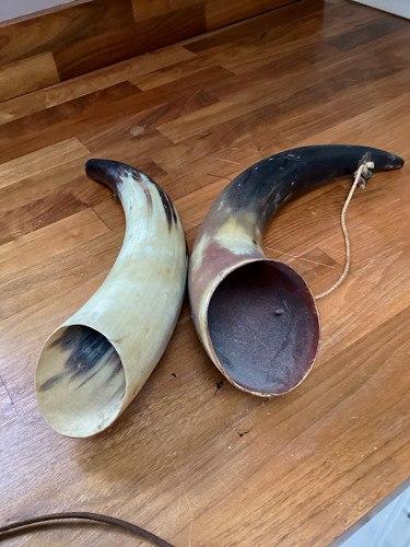 Pair cow horn drinking - of,