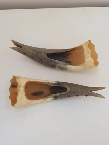 Genuine horns taxidermy curio - horns,