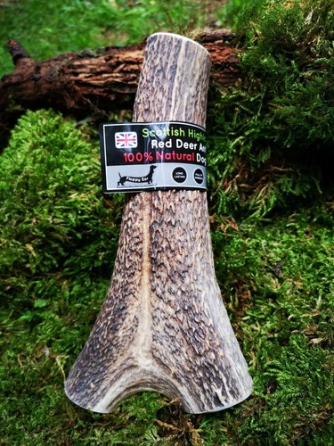 Deer antler dog chew - antler,