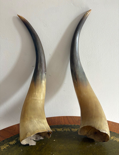 Pair vintage natural animal - of,