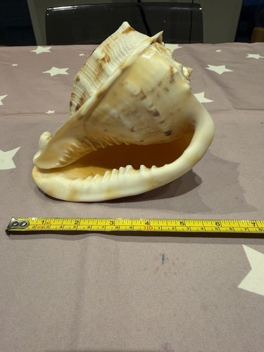 Horned helmet shell - helmet,