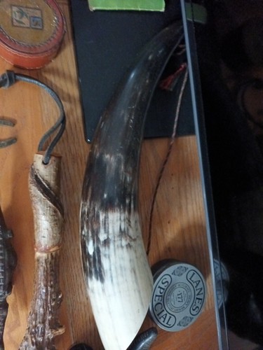 Cow horn - horn,