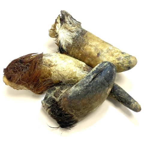 Bulls horns with hair - horns,