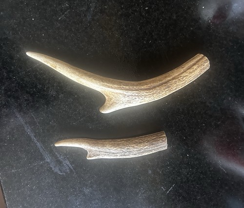 Dog antler chews - dog, 100%