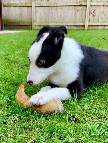 Dog chews icelandic lamb - icelandic, horn