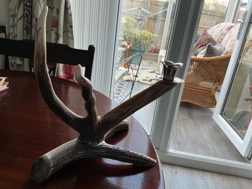 Natural scottish stag horn - stag,