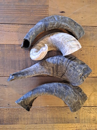 Natural ram horn organic - horn,