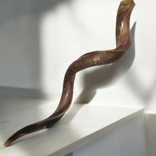 Kudu yemenite shofar horn - kudu,