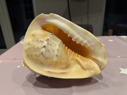Horned helmet shell - horned,
