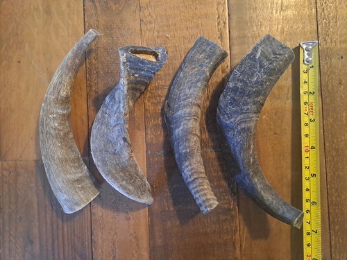 Natural ram horn - ram, organic
