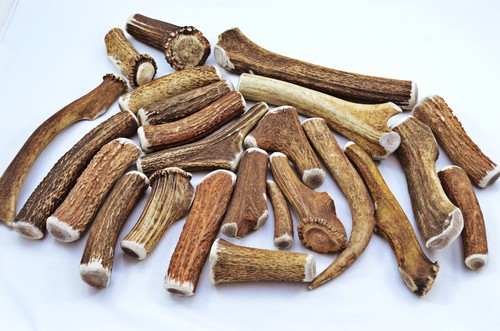 Scottish stag horn antler dog - scottish,