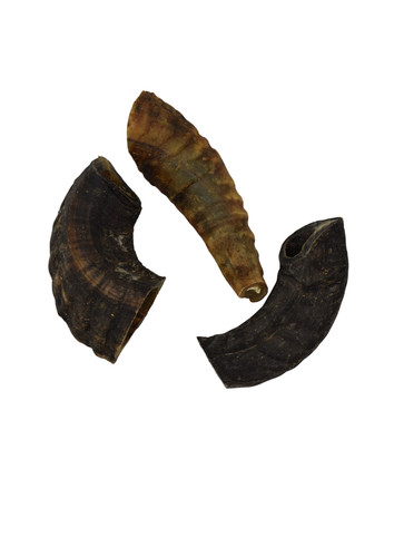 Cut lamb horn - lamb,