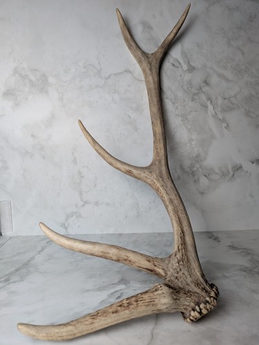 Large naturally shed - large, deer