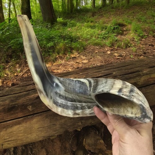 Authentic ram horn shofar - ram,