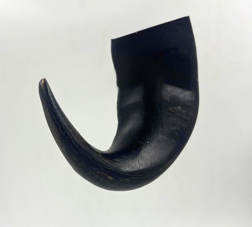 Buffalo bull horn - 4,