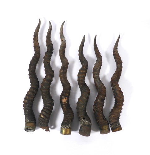 Aged large animal horns - 6x,