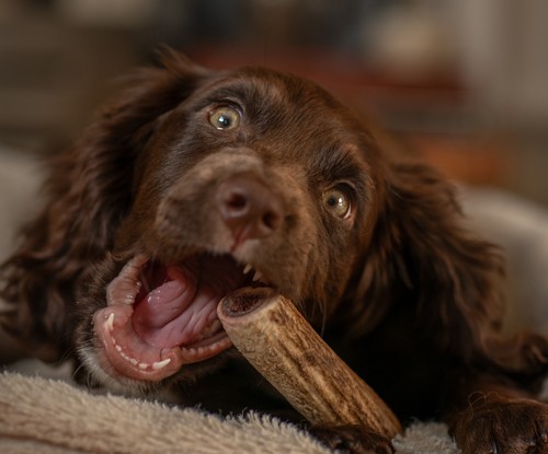 Small red deer antler dog - small,