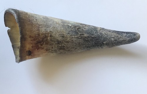 Empty cow horn - empty,