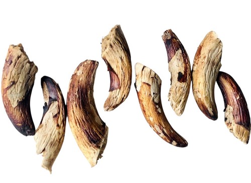 100 natural lamb - , horn