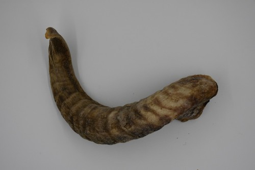 Lamb horn dog - lamb,