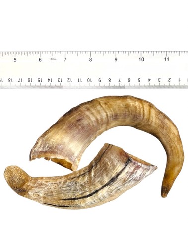 Natural ram horn from - natural,