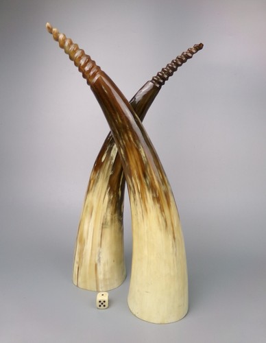 Natural longhorn cattle horns - longhorn,