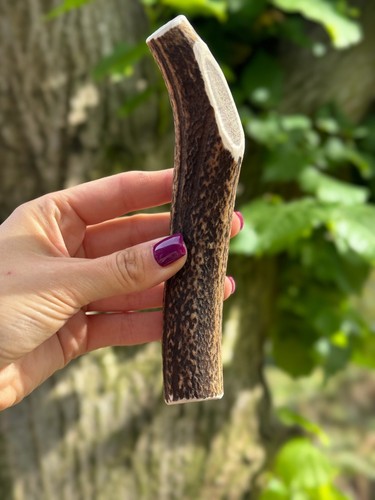 Natural deer antler dog - natural,