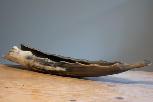 Cow horn polished decorative - cow,
