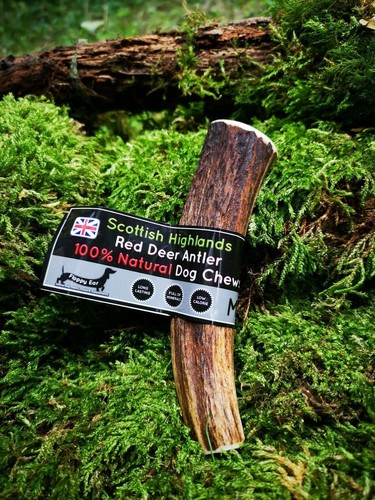 Deer antler dog chew long - dog,