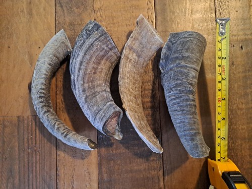 Natural ram horn organic - natural,