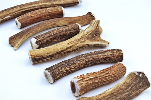 Scottish stag horn - horn, antler