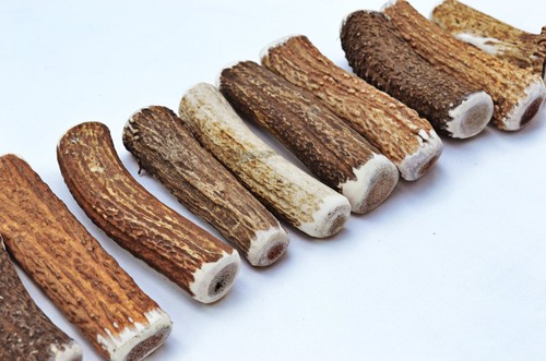 Stag antler dog - stag, chew